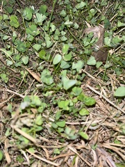 Calyptocarpus vialis