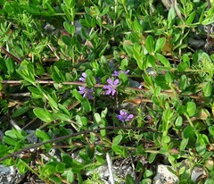 Lythrum flagellare