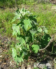 Hibiscus grandiflorus