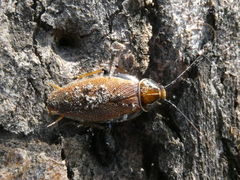 Balta bicolor