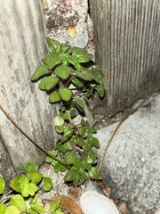 Parietaria floridana