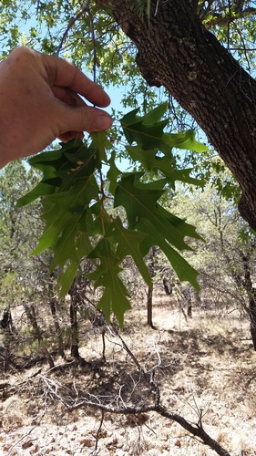 Image of Quercus gravesii by (c) waldo_jeffers, some rights reserved (CC BY)