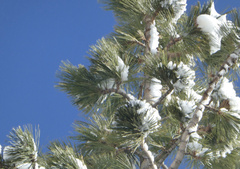 Pinus albicaulis