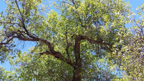 Image of Quercus gravesii by (c) waldo_jeffers, some rights reserved (CC BY)