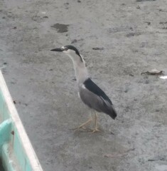 Nycticorax nycticorax