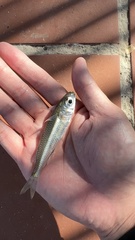 Atherinomorus lacunosus