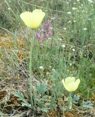 Papaver lapponicum