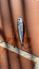 Atherinomorus lacunosus