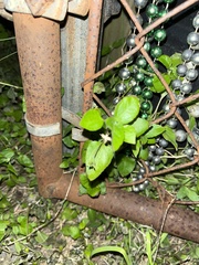 Calyptocarpus vialis