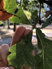 Neuroterus anthracinus