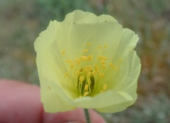 Papaver lapponicum