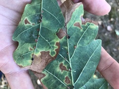 Neuroterus anthracinus