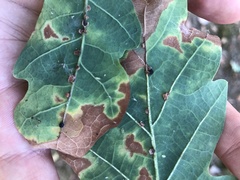 Neuroterus anthracinus