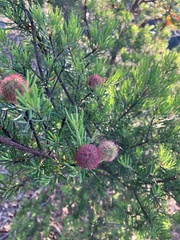 Ricinocarpos pinifolius