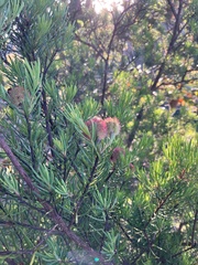 Ricinocarpos pinifolius