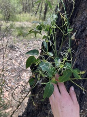 Clematis glycinoides