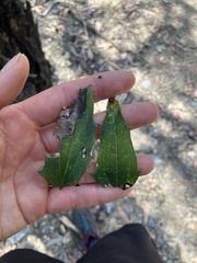 Clematis glycinoides