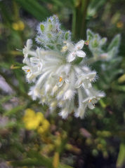 Pimelea glauca