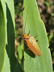 Ellipsidion humerale