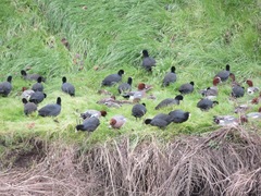 Fulica atra