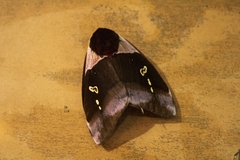 Dirphiopsis trisignata