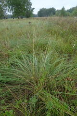 Stipa pennata