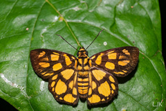 Odina hieroglyphica