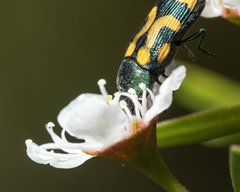 Castiarina flavopicta