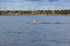 Tursiops truncatus