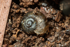 Austrorhytida
