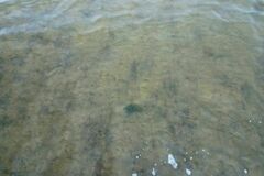 Cladophora glomerata