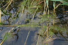 Cladophora glomerata