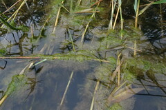 Cladophora glomerata