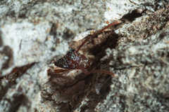 Rhytidoponera aspera