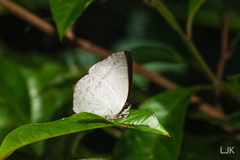 Curetis santana