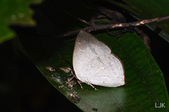 Curetis santana