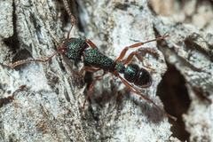 Rhytidoponera aspera