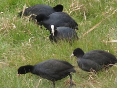 Fulica atra