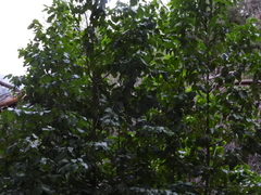 Prunus ilicifolia