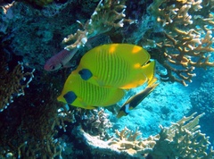 Chaetodon semilarvatus