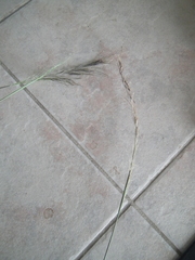 Austrostipa rudis