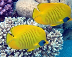 Chaetodon semilarvatus