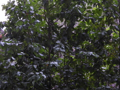 Prunus ilicifolia