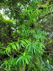 Asparagus falcatus