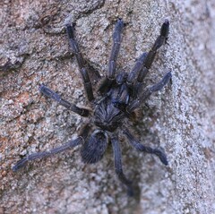 Harpactirinae
