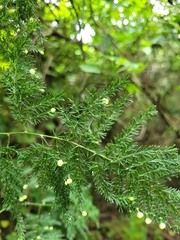 Asparagus setaceus