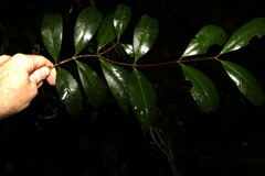 Loeseneriella barbata