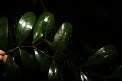 Loeseneriella barbata