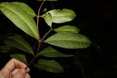 Loeseneriella barbata