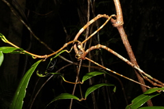 Loeseneriella barbata